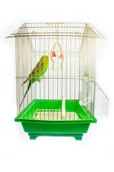 Bello pappagallo felice in una gabbia sullo sfondo — Foto Stock