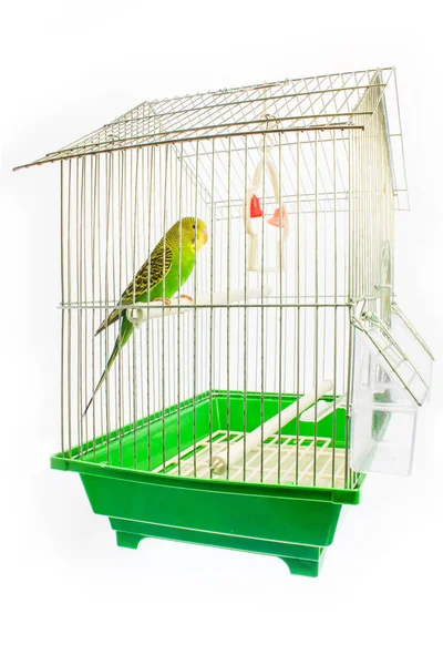 Красивый счастливый попугай в клетке на заднем плане — стоковое фото