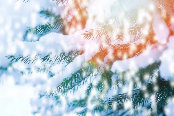 Krásná vánoční větev v zimě o přírodě v parku — Stock fotografie