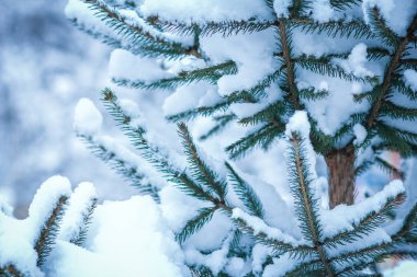 parkta doğada kışın güzel Noel ağacı dalı 