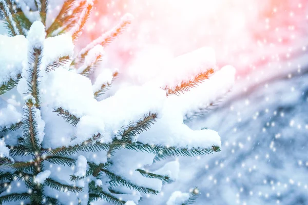 Smuk juletræ gren om vinteren på naturen i parken - Stock-foto