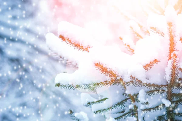 Krásná vánoční větev v zimě o přírodě v parku — Stock fotografie