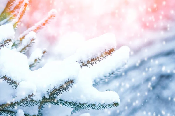 Mooie kerst boomtak in de winter op de natuur in het Park — Stockfoto