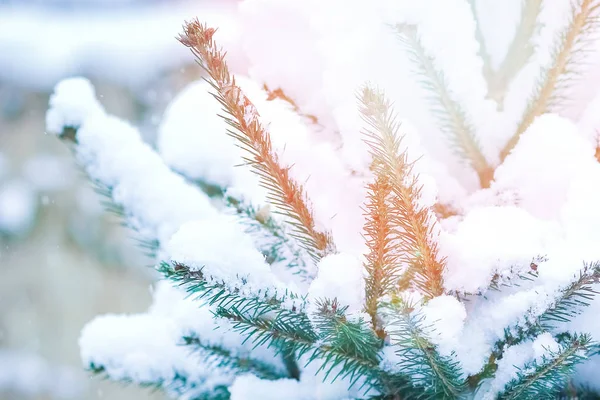 Belle branche d'arbre de Noël en hiver sur la nature dans le parc — Photo