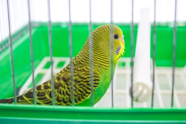 Mooie gelukkig papegaai in een kooi op de achtergrond — Stockfoto