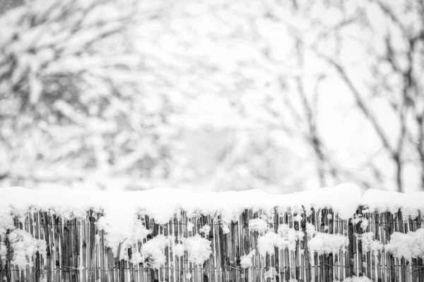 Recinzione audace in inverno sulla natura sullo sfondo del parco — Foto Stock