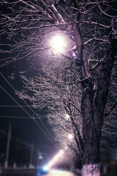 Árboles cerca de la carretera en la noche de invierno en la naturaleza — Foto de Stock