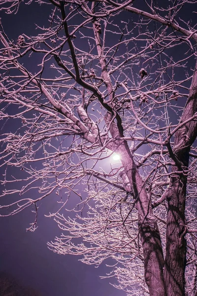 Árvores perto da estrada na noite de inverno na natureza — Fotografia de Stock