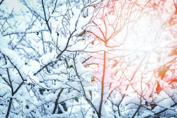 Krásné stromy v zimě na přírodě na pozadí parku — Stock fotografie