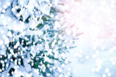 parkta doğada kışın güzel Noel ağacı dalı 