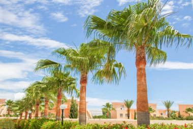 Deniz kıyısındaki güzel palmiye ağacı doğa arka planında