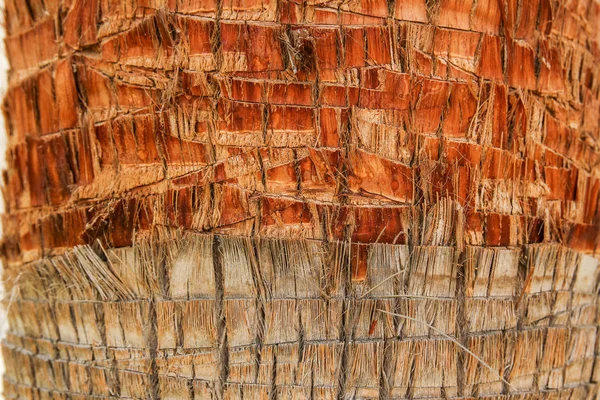 Красивый ствол дерева крупным планом на фоне природы — стоковое фото