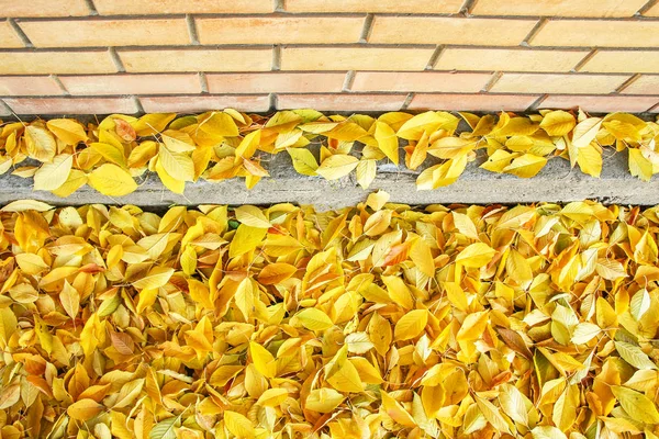 Achtergrondgroep herfst sinaasappelbladeren. Buiten. — Stockfoto