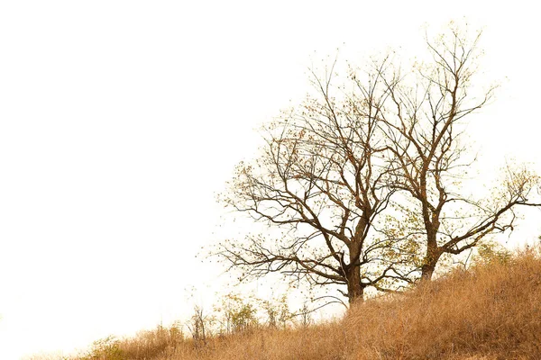 Beau fond d'arbre d'automne dans le parc sur la nature — Photo