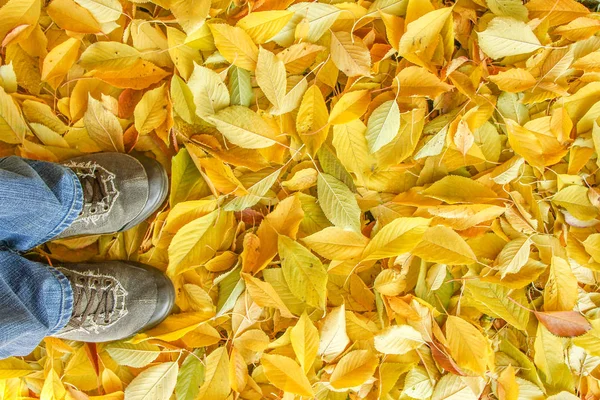 Ayaklar sonbaharda yaprakların arka planında bir arka planda