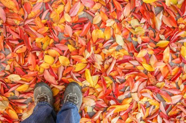 Ayaklar sonbaharda yaprakların arka planında bir arka planda