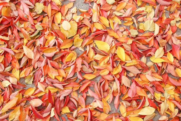 Φόντο ομάδα φθινόπωρο φύλλα πορτοκαλιού. Εξωτερική. — Φωτογραφία Αρχείου