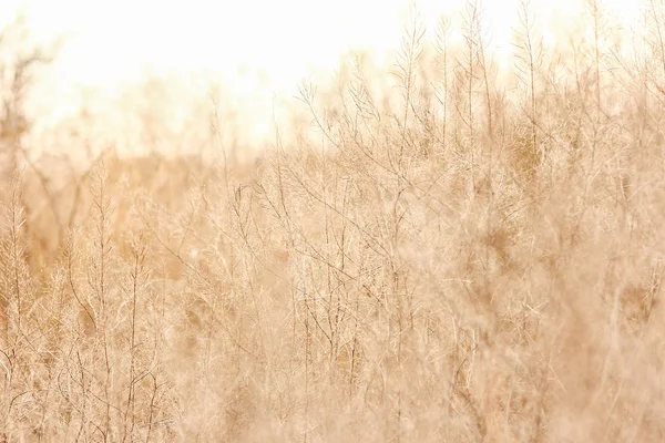 Fundo de outono bonito em um parque na natureza — Fotografia de Stock