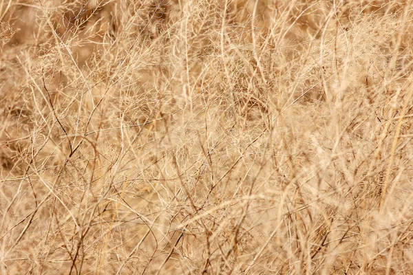 Hermoso fondo de otoño en un parque en la naturaleza — Foto de Stock