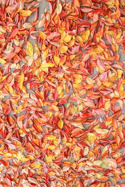 Φόντο ομάδα φθινόπωρο φύλλα πορτοκαλιού. Εξωτερική. — Φωτογραφία Αρχείου