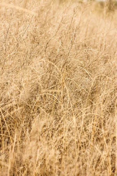 Beau fond d'automne dans un parc sur la nature — Photo