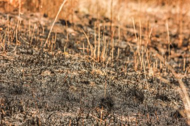 Doğada bir parkta güzel sonbahar arka plan