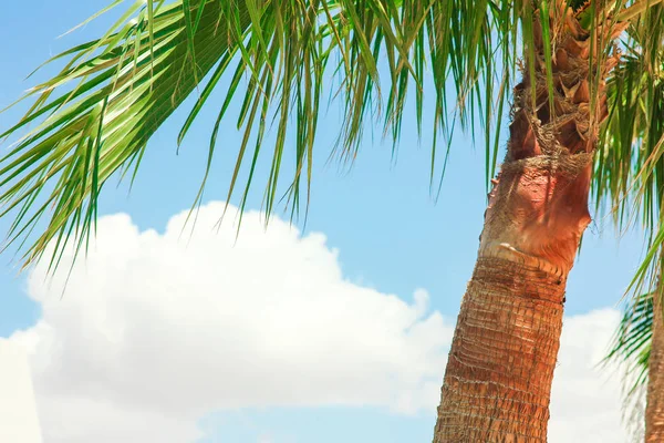 Hermosas palmeras en la orilla del mar en la piscina en el fondo de la naturaleza — Foto de Stock