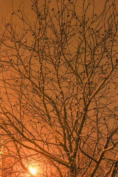 Lâmpada de rua de inverno à noite — Fotografia de Stock