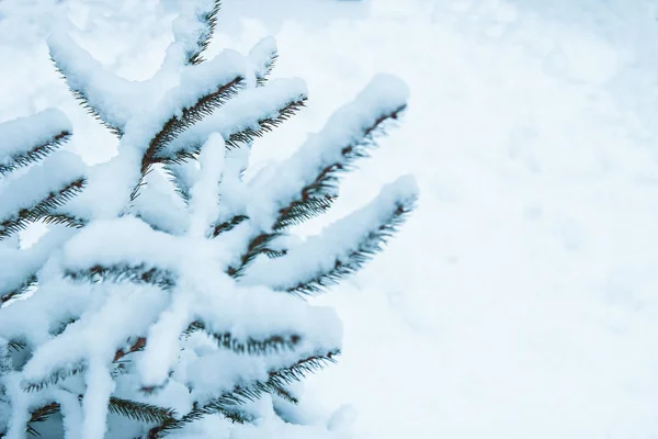 Drzewo gałąź natura zima Boże Narodzenie nowy rok — Zdjęcie stockowe