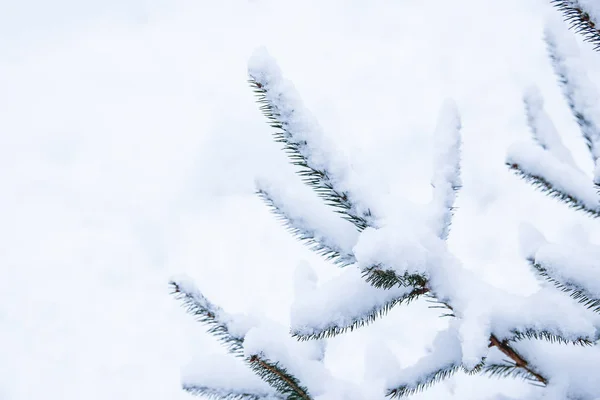 Strom větev příroda zima Vánoce nový rok — Stock fotografie