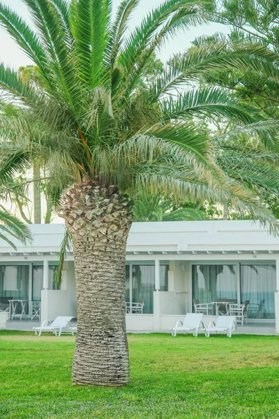 Vackra palmer på stranden vid poolen på natur bakgrund — Stockfoto
