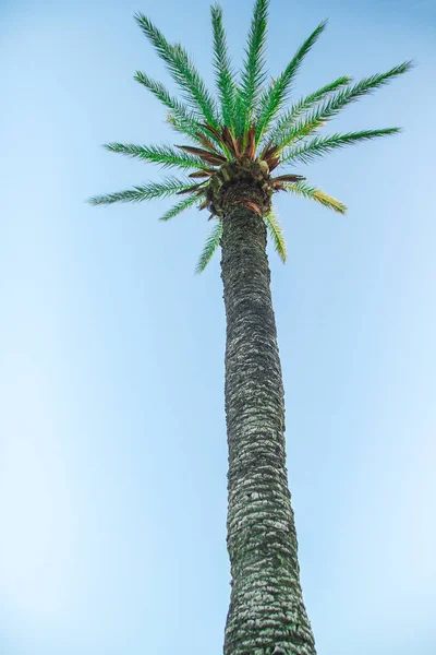 Hermosas palmeras en la orilla del mar en la piscina en el fondo de la naturaleza —  Fotos de Stock