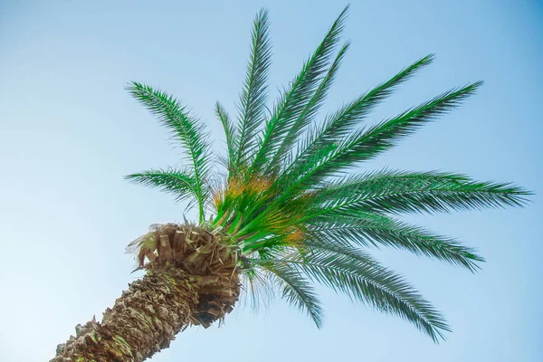 Красивые пальмы на берегу моря у бассейна на фоне природы — стоковое фото