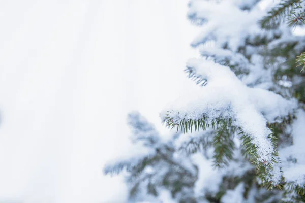 Baum Zweig Natur Winter Weihnachten Neujahr — Stockfoto