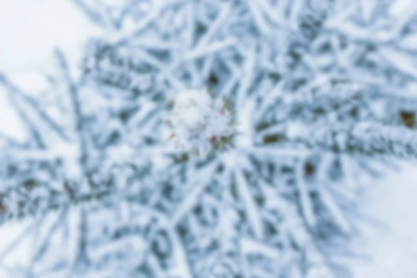 Strom větev příroda zima Vánoce nový rok — Stock fotografie