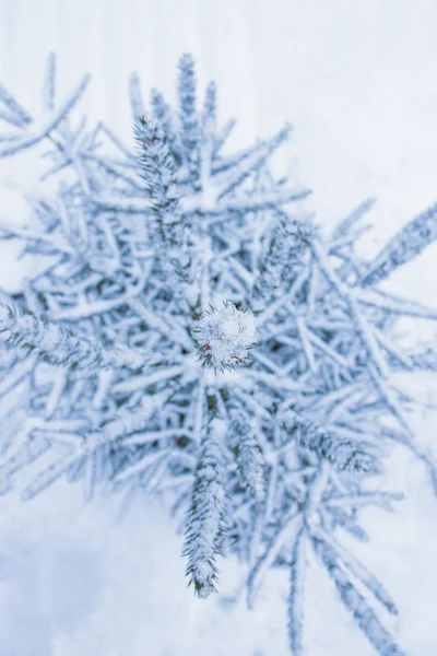 木の枝自然冬のクリスマス新年 — ストック写真