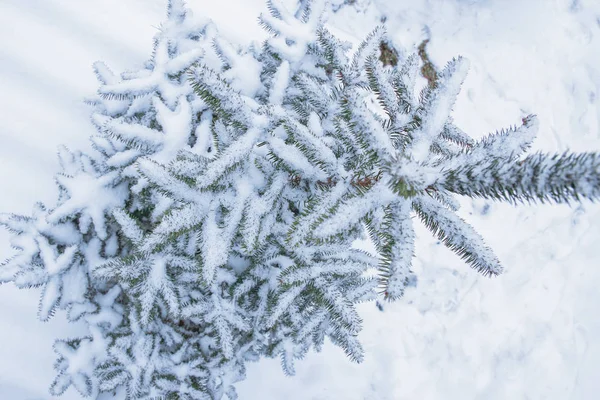 木の枝自然冬のクリスマス新年 — ストック写真