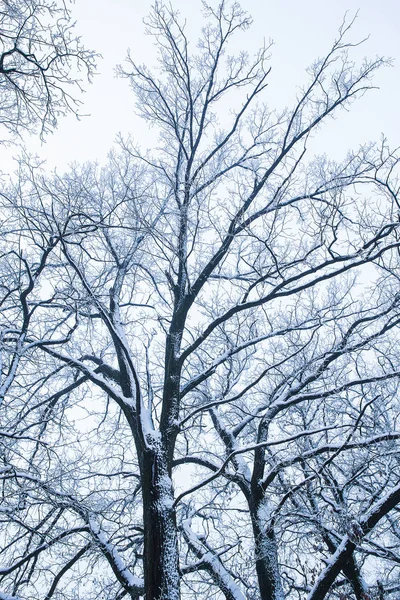 La naturaleza hermosa de estilo en el parque invernal sobre el fondo — Foto de Stock