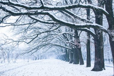 doğada bir parkta kışın şık güzel doğa