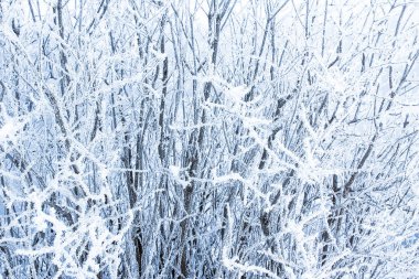 bir arka plan üzerinde kış parkı şık güzel doğa