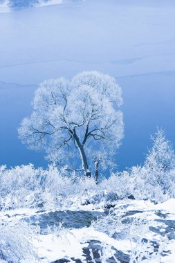 doğada bir parkta kışın şık güzel doğa