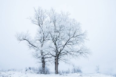 doğada bir parkta kışın şık güzel doğa
