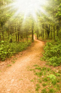 Çayırda park doğa yolu