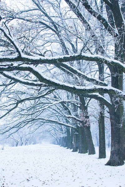 Natureza bonita elegante no inverno em um parque na natureza — Fotografia de Stock