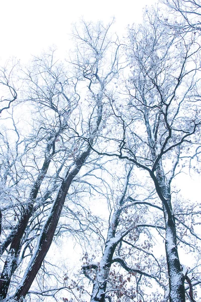 Doğada bir parkta kışın şık güzel doğa — Stok fotoğraf