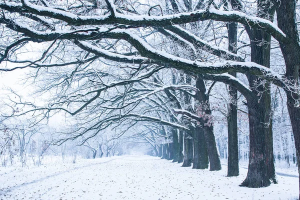 时尚美丽的自然在冬天在公园的自然 — 图库照片