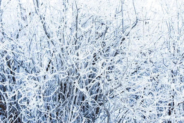 배경에 겨울 공원에서 세련된 아름다운 자연 — 스톡 사진