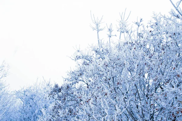 Natureza bonita elegante em parque de inverno em um fundo — Fotografia de Stock