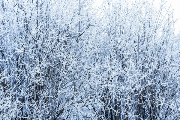 Стильная красивая природа в зимнем парке на заднем плане — стоковое фото