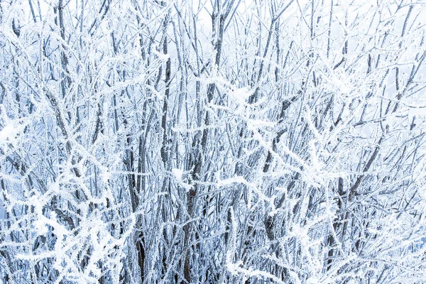 Snygg vacker natur i Vinterparken på en bakgrund — Stockfoto